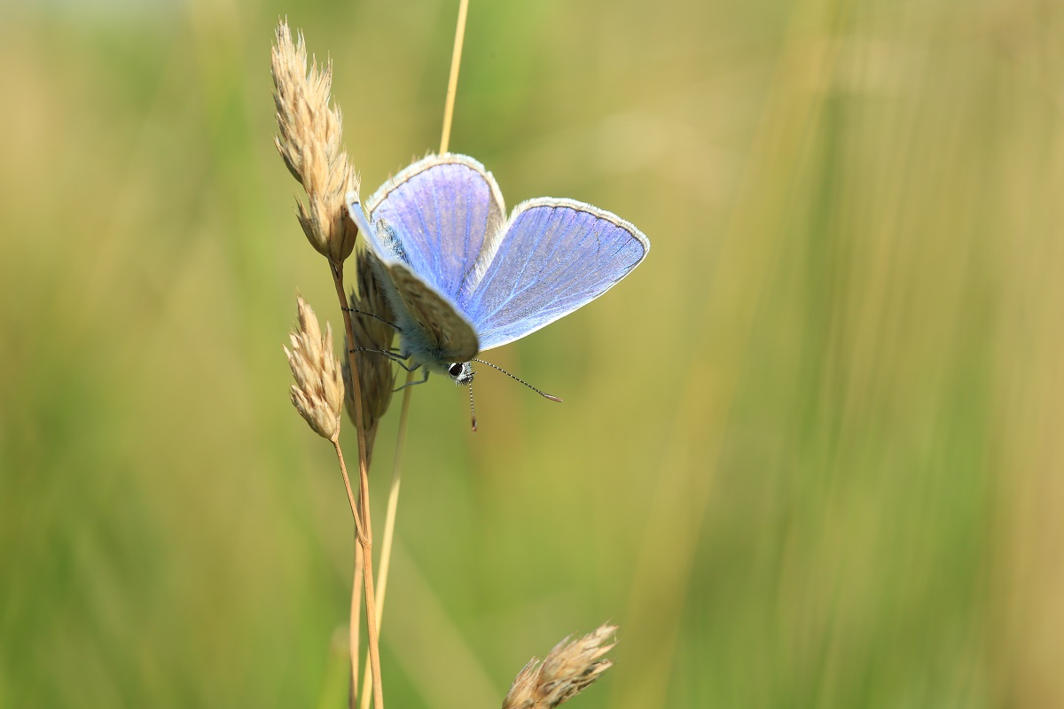 icarus blauwtje2_1200x.jpg