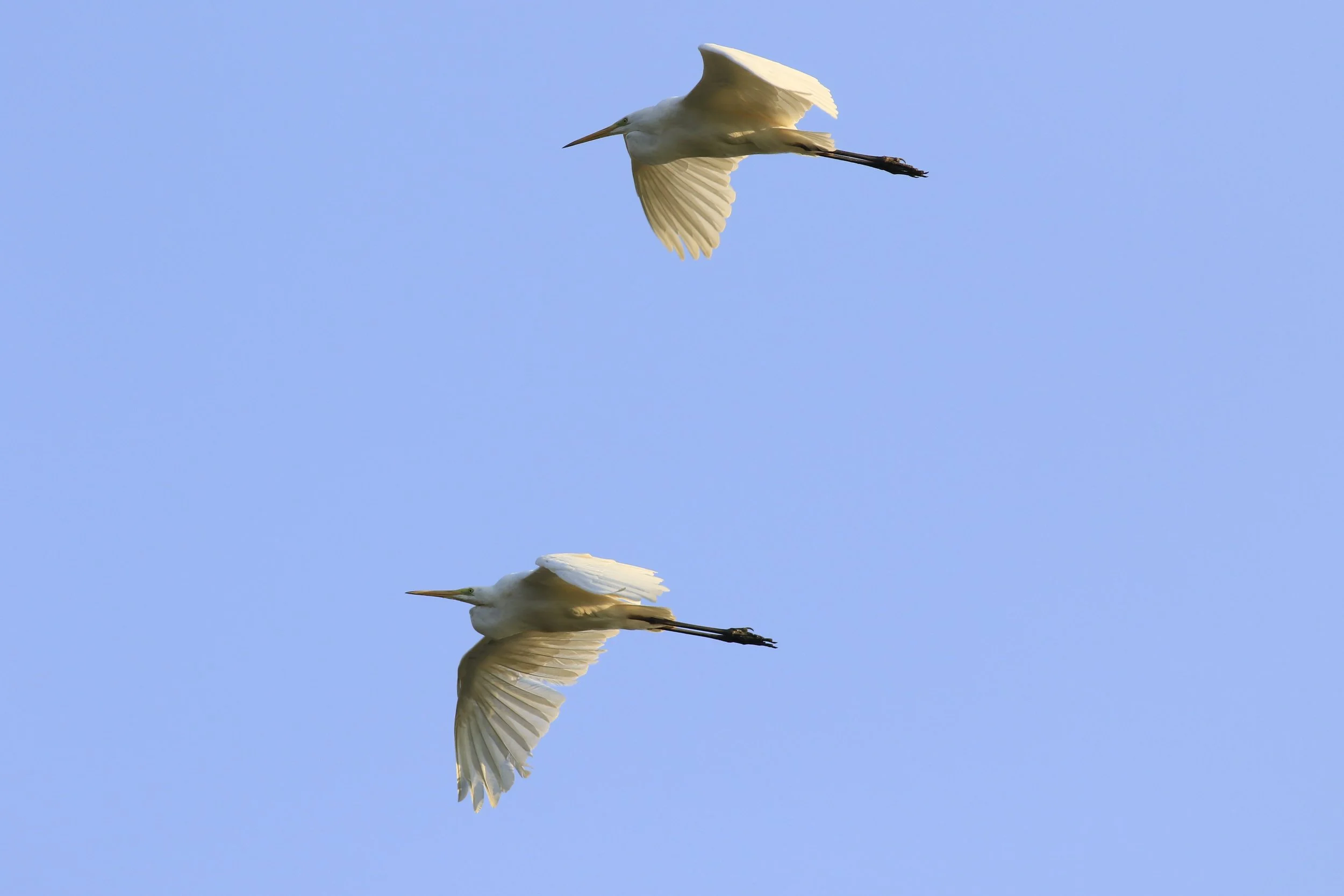 grote zilverreiger.jpg