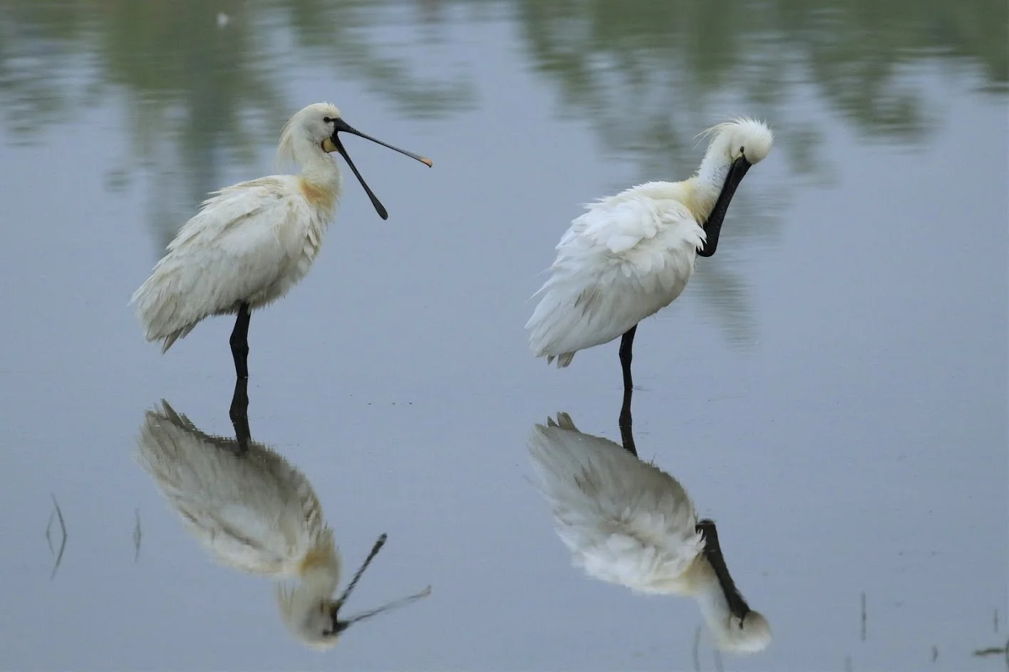 Lepelaars in de Bovenpolder. (foto: Mooi Wageningen)