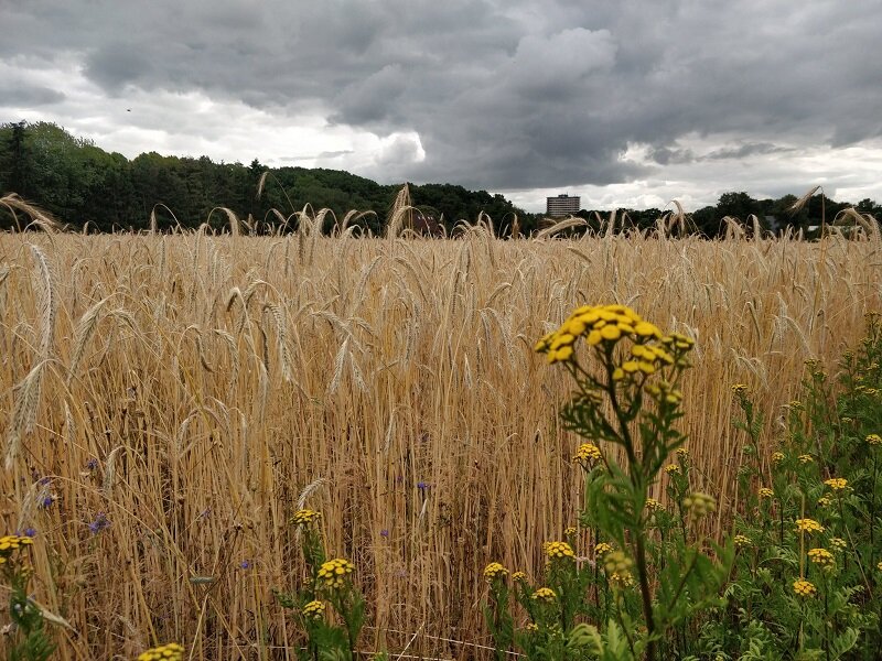 Graan op de Wageningse Eng. Foto Mooi Wageningen.