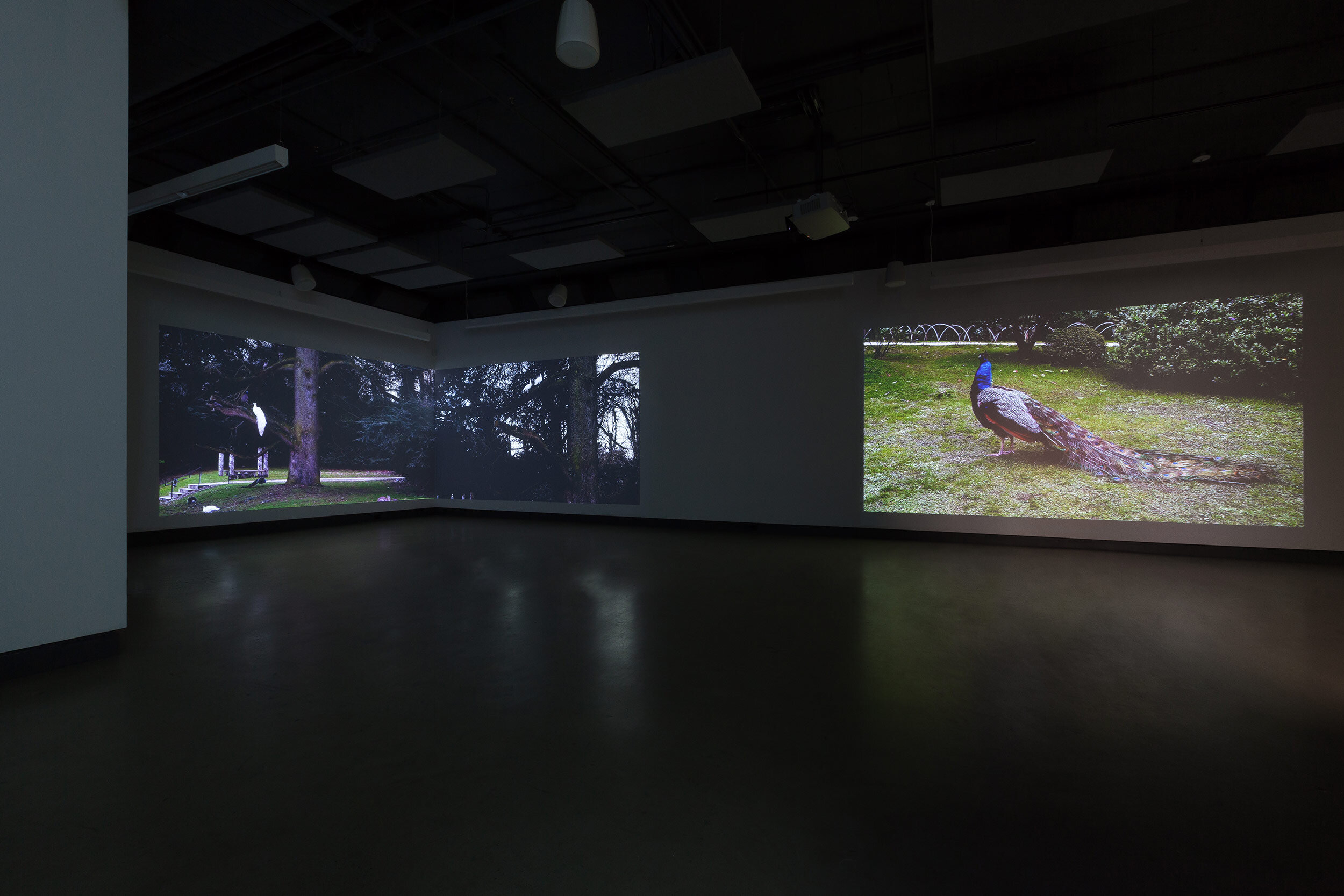  © Geneviève Chevalier,  La Ménagerie  (2021). Installation view of the exhibition  Mirement/Towering : La Ménagerie et L’Herbier , Dazibao, 2021. Photo: Marilou Crispin. 