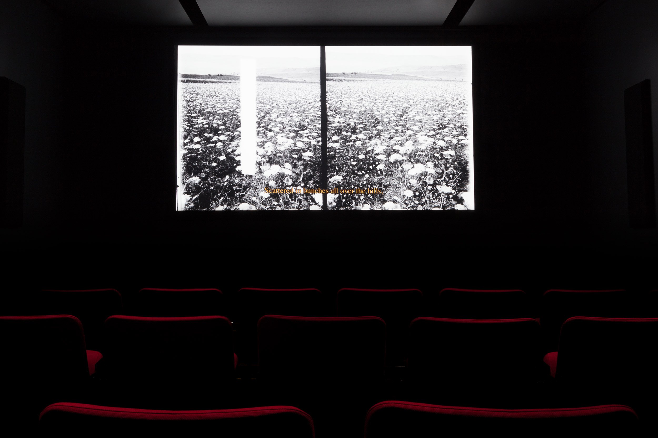  © Alaa Abu Asad,  Wild Plants of Palestine  (2018). Installation view of the exhibition  Moving narratives : Images de Palestine , Dazibao, 2021. Photo: Marilou Crispin. 