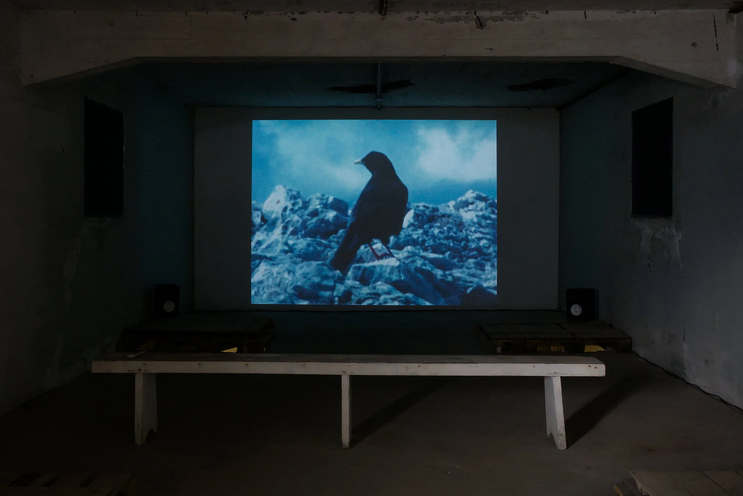  © Samy Benammar,  Kauaʻi ʻōʻō  (2023). Installation view of the video program  Out of Perfect Context — Úr fullkomnu samhengi , The Factory (Hjalteyri, Iceland), 2025. Photo: Philippe-Aubert Gauthier and Tanya St-Pierre. 
