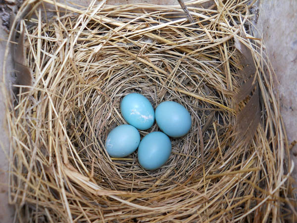 bluebird-eggs_USFWS2.jpg