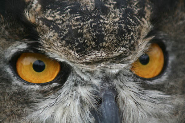 Great-horned-owl_Susan-Rachlin_USFWS2.jpg
