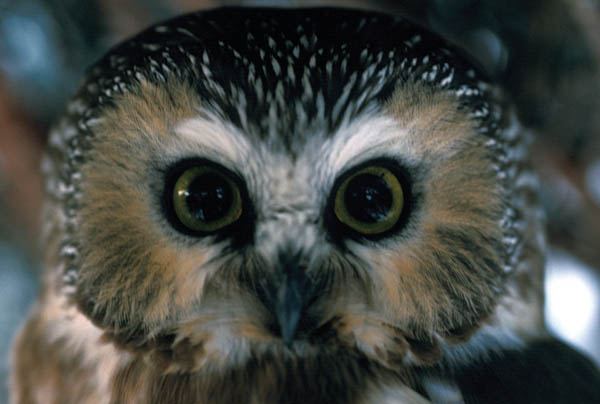 Northern-saw-whet_owl_David-Darney_USFWS.jpg