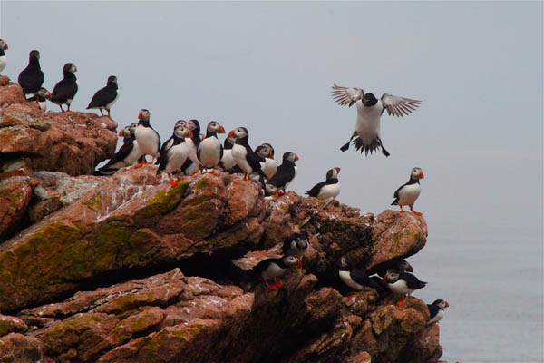 razorbill-landing_Rosie-Walunas_USFWS.jpg