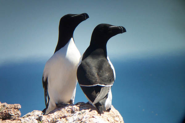 razorbills_USFWS2.jpg