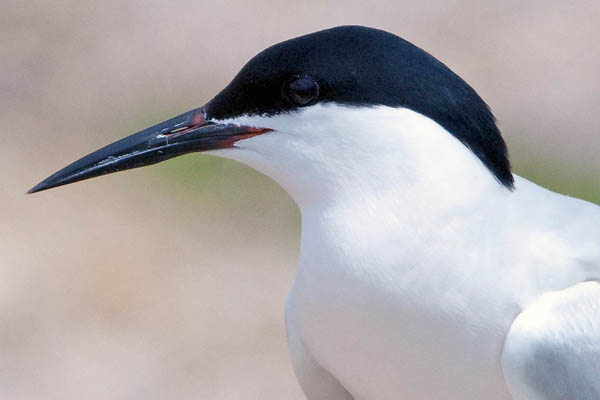 roseate-tern_Kirk-Rogers_USFWS.jpg