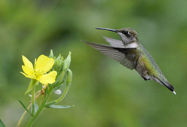 ruby-throated-hummingbird_Bill-Thompson_USFWS.jpg