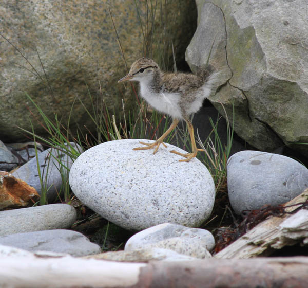 spotted-sandpiper-chick_Brette-Soucie_USFWS2.jpg