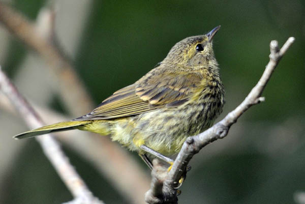 yellow-rumped-warbler_Bill-Thompson_USFWS2.jpg