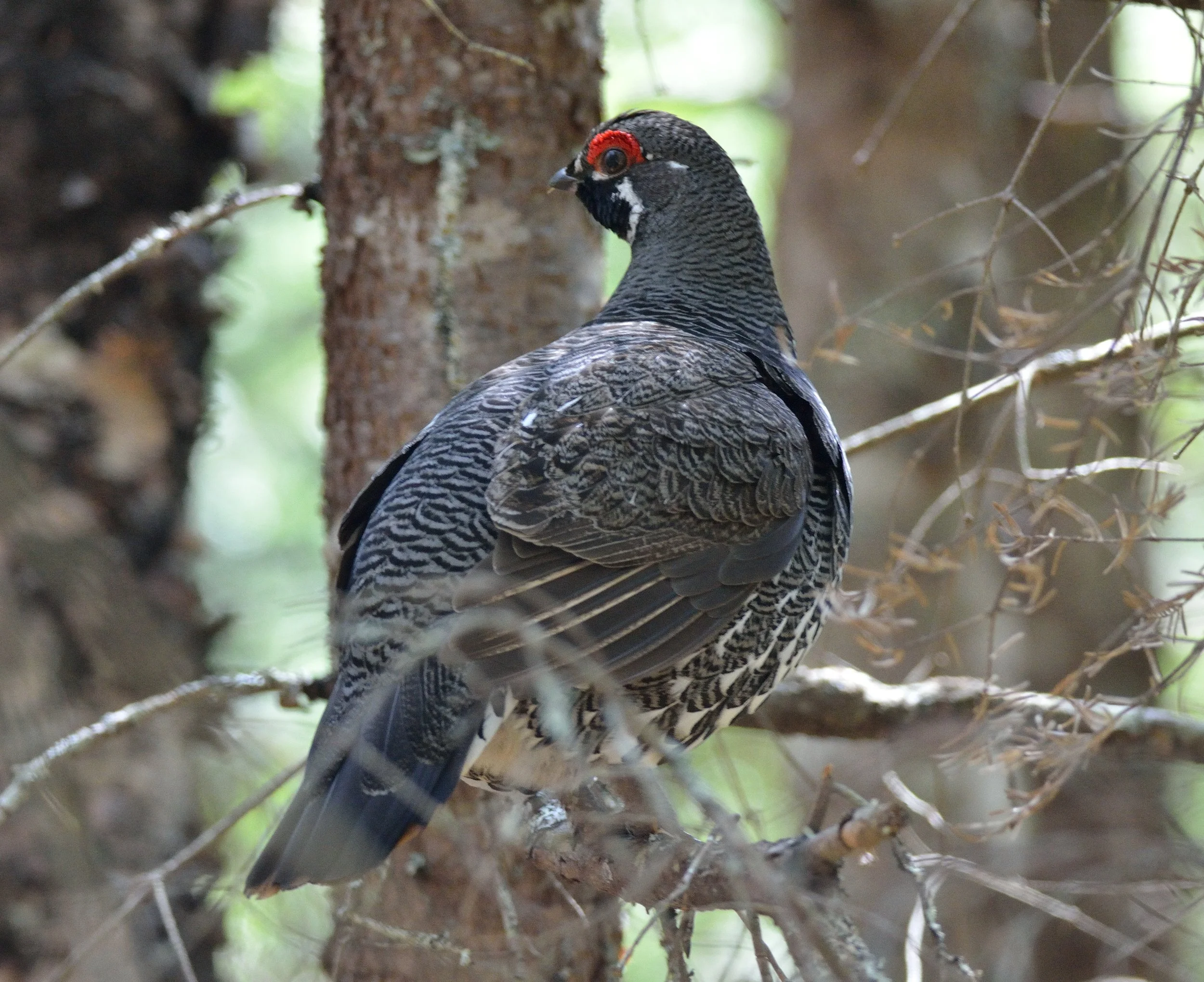 Reynolds Brook Road Hike