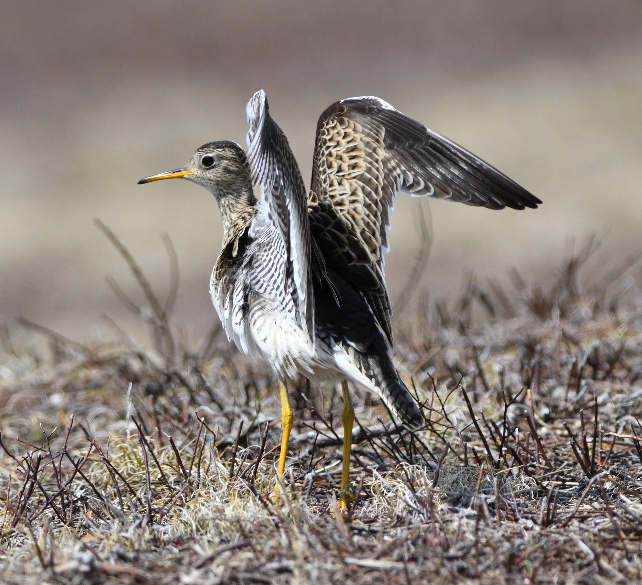 Moving Event: Blueberry Barrens