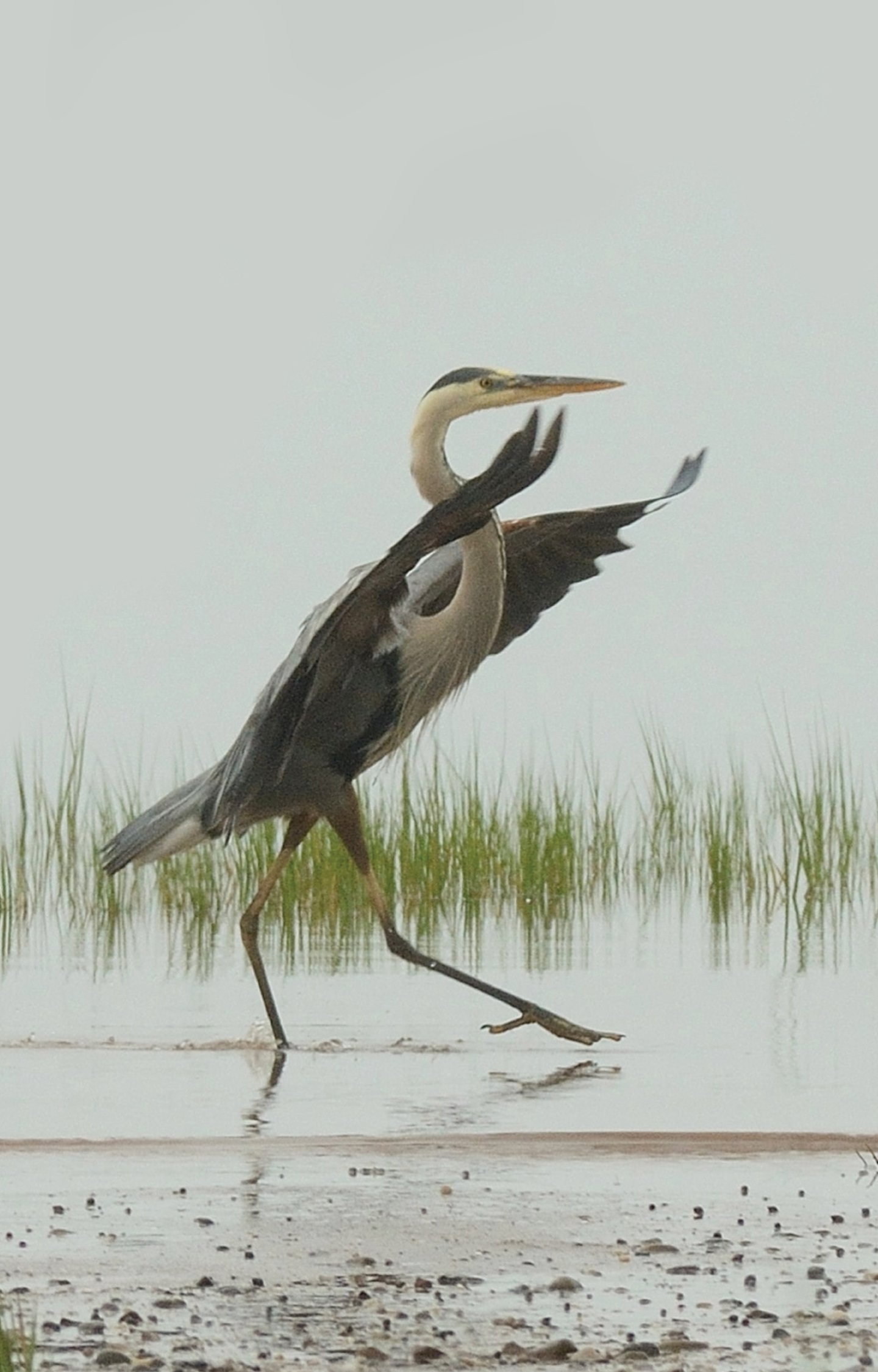 Heron photo by Woody Gillies.jpg