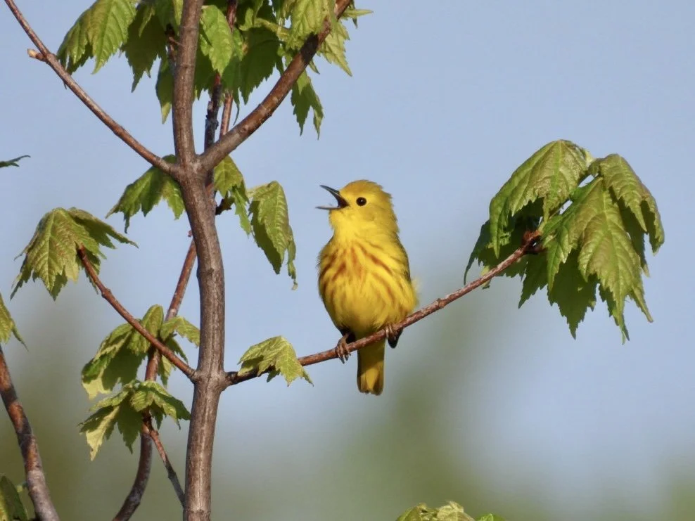 Male Yellow Warbler 2.jpeg