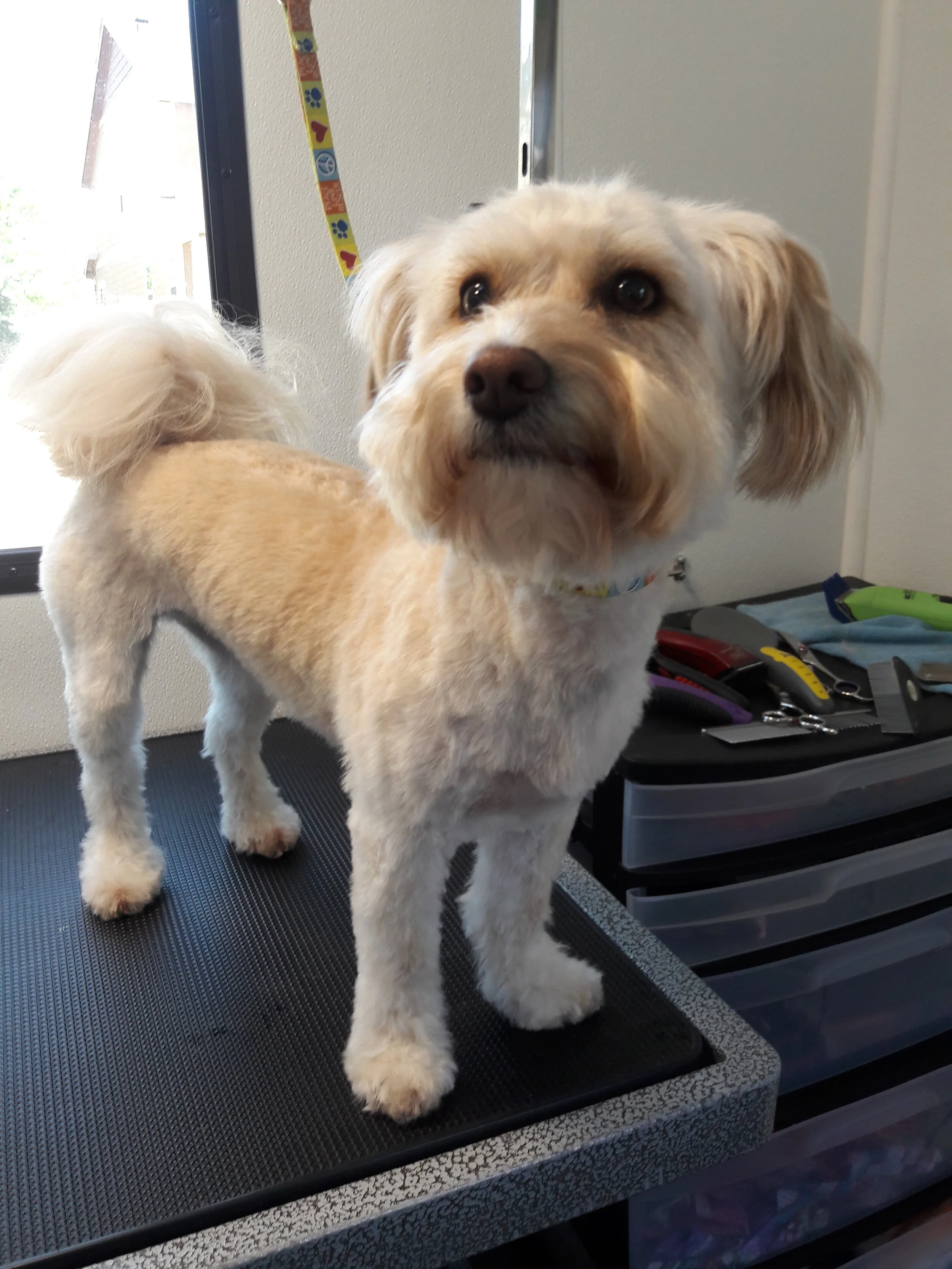 love your mobile pet spa