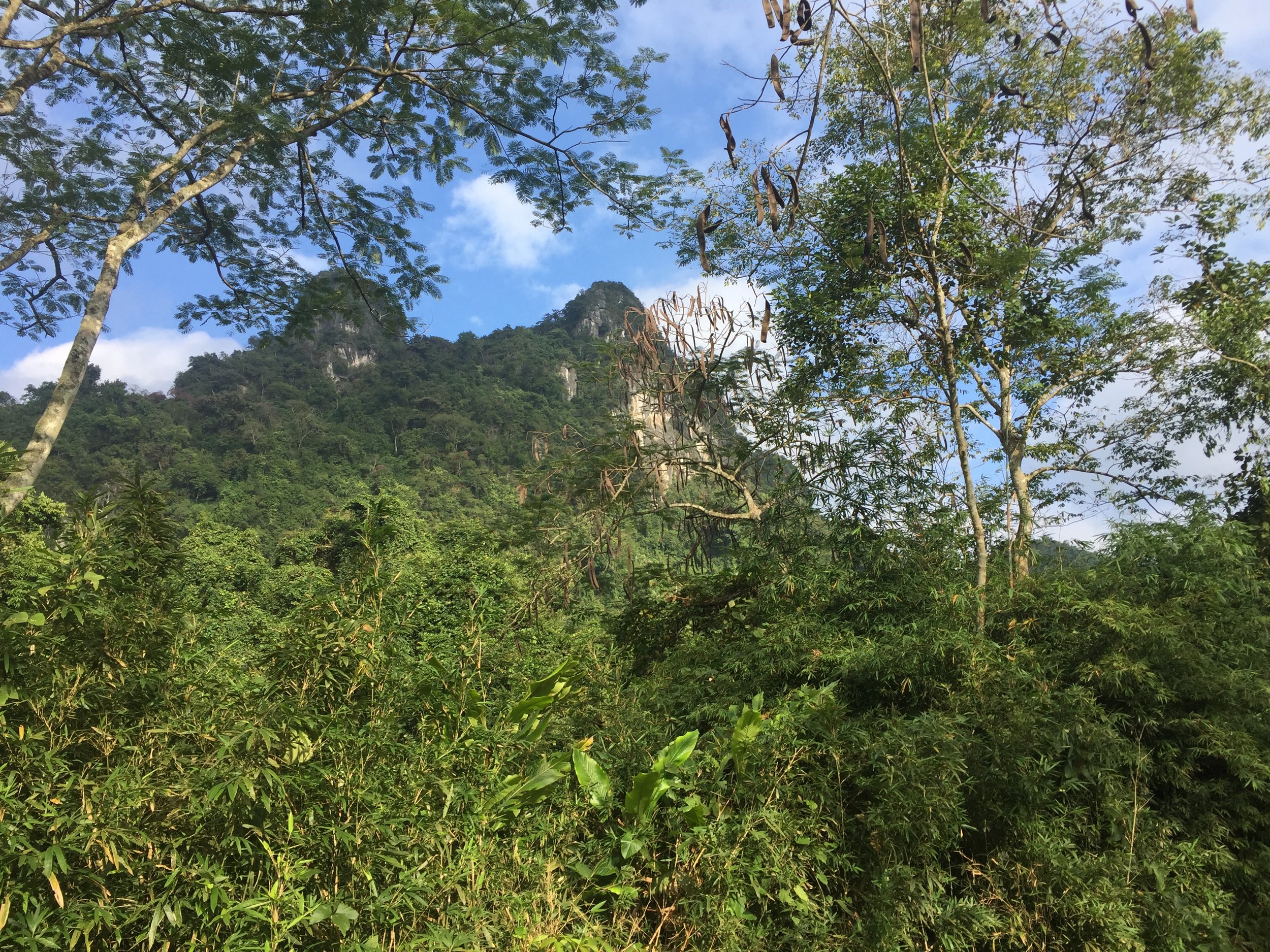 Into the jungle at Cúc Phương.