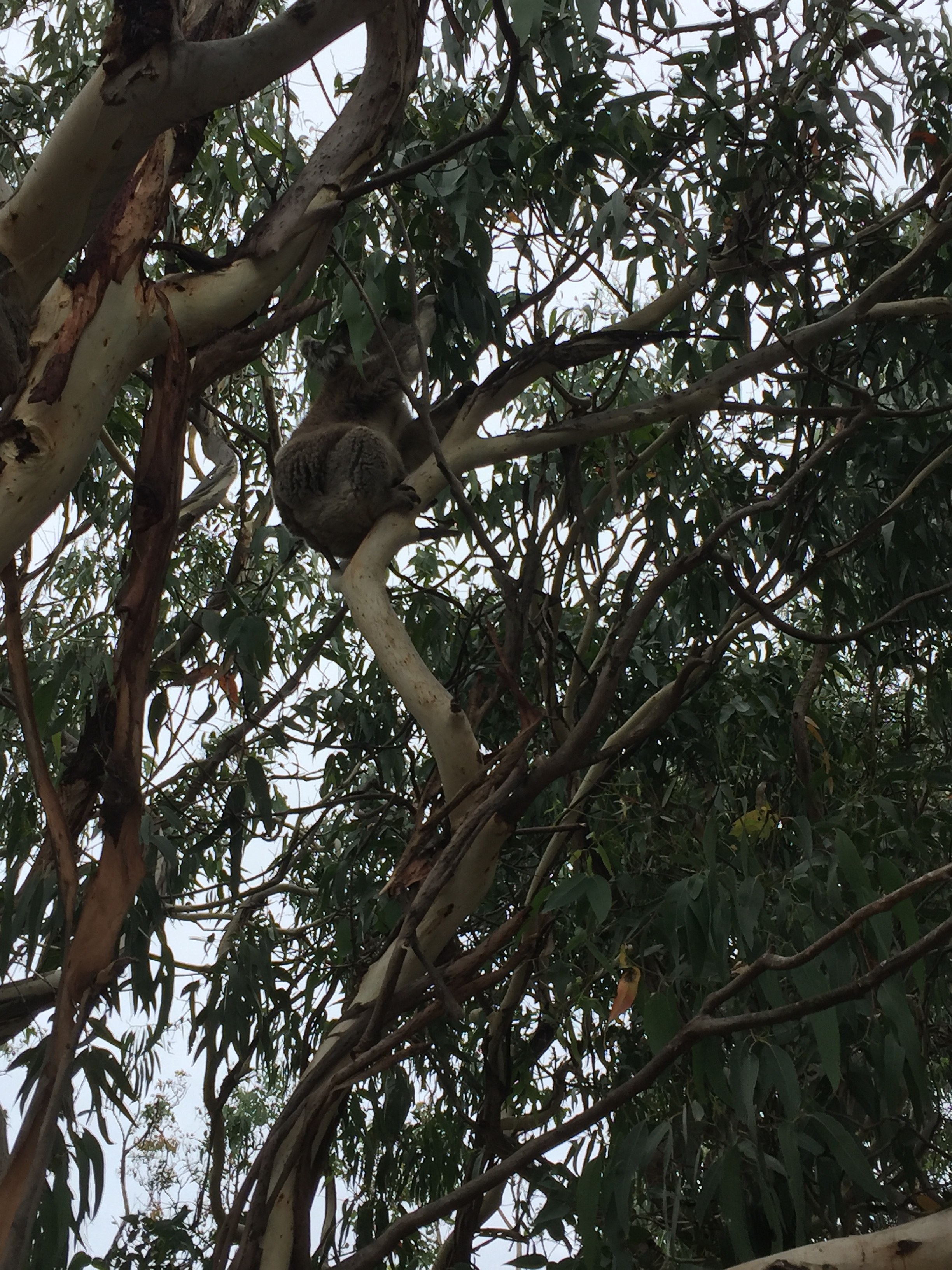 Koalas are actually fairly uninteresting and lazy animals.