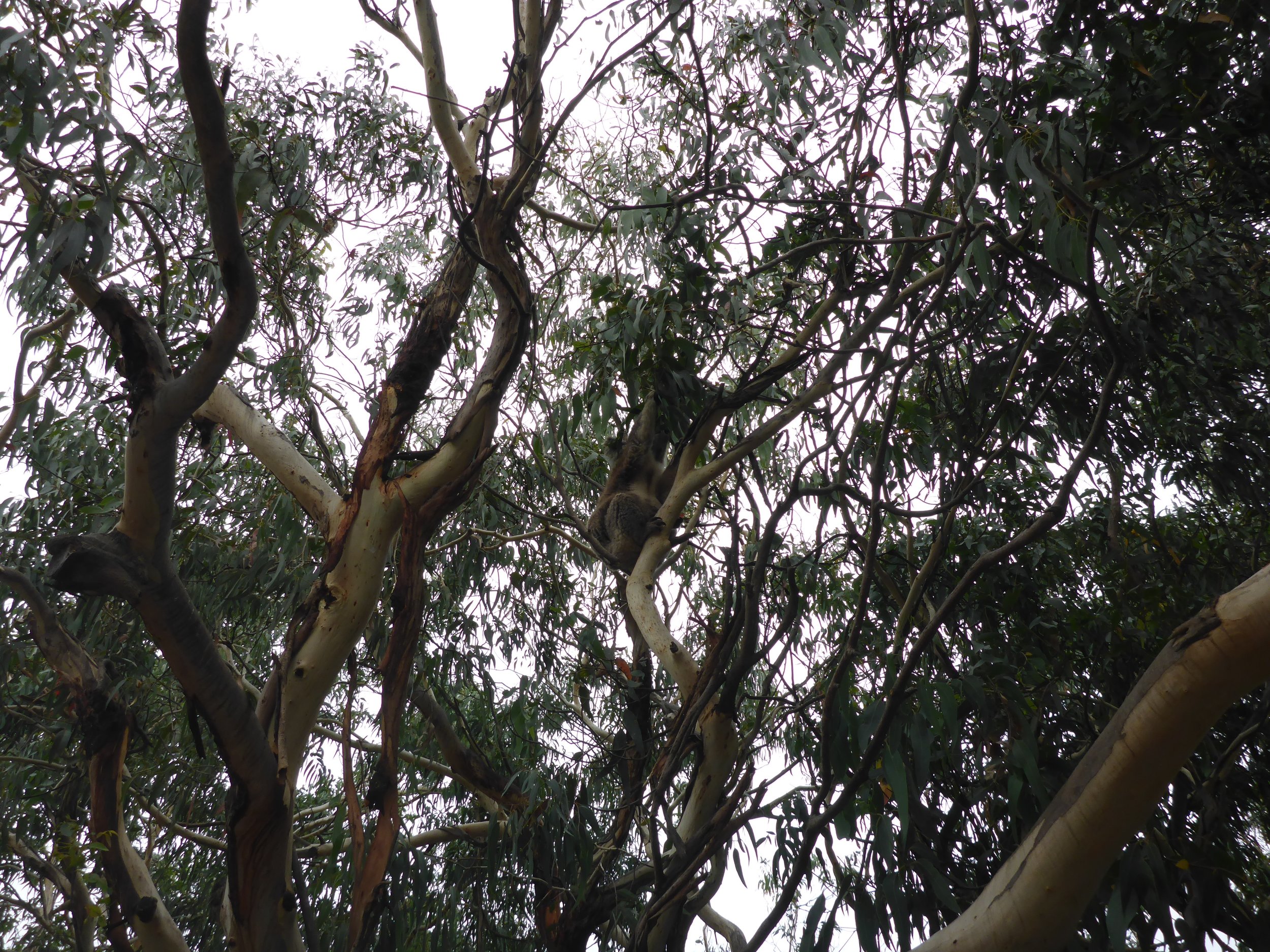 We abandoned these koalas to watch the Super Bowl on Mike's laptop.