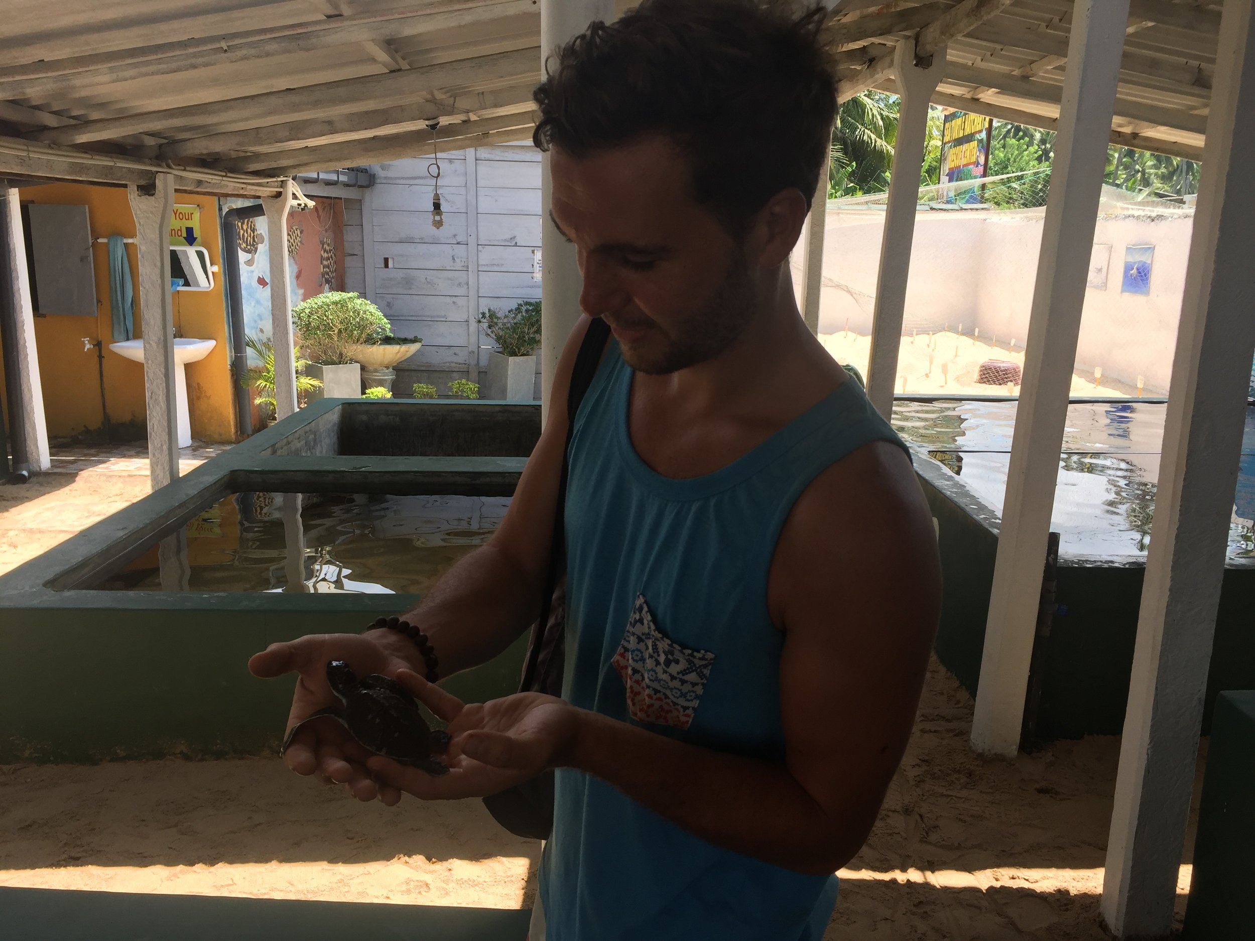 Making friends with baby turtles at the hatchery.