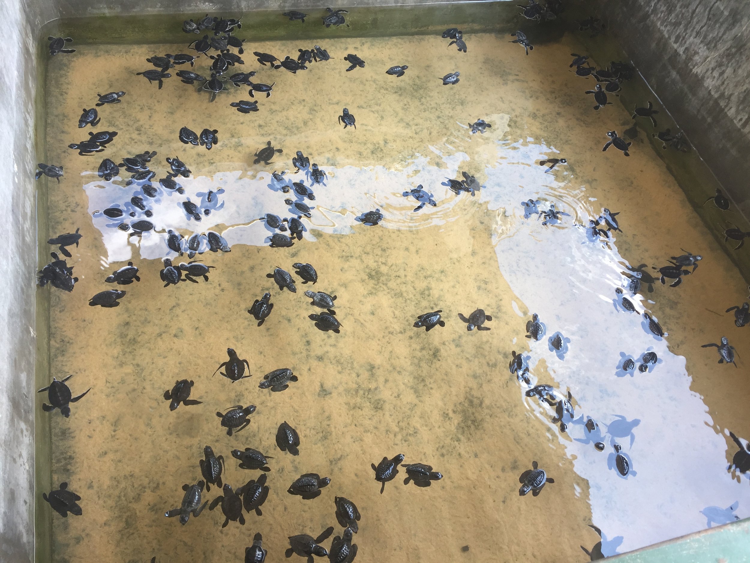 Newly hatched turtles paddle around in the social pool.