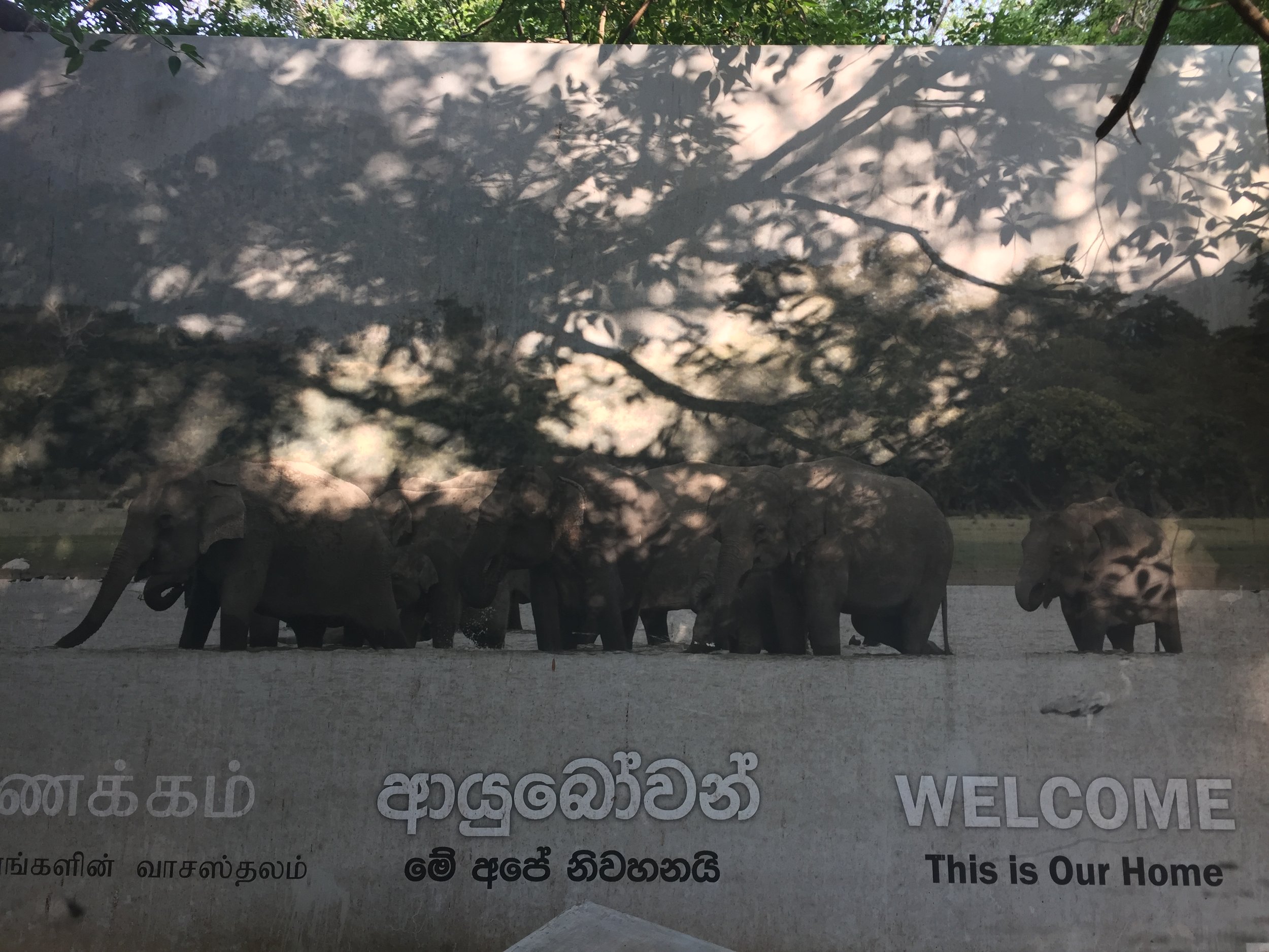 Entrance to the elephant orphanage.