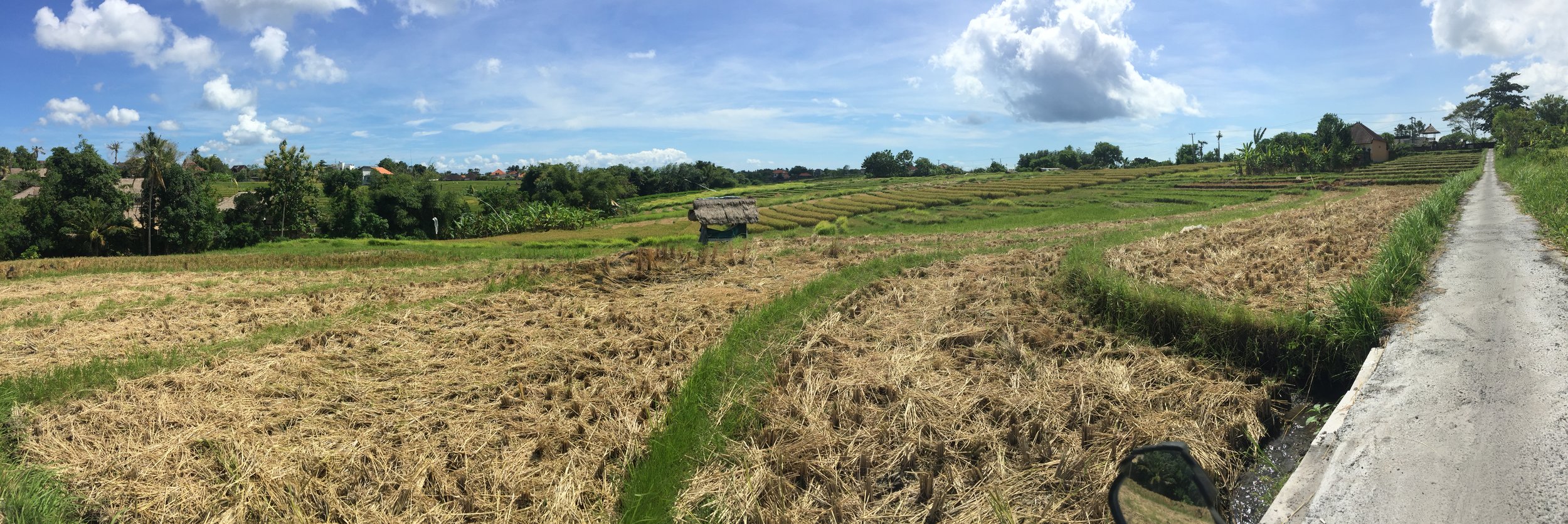Biking through rice paddies by our hostel.