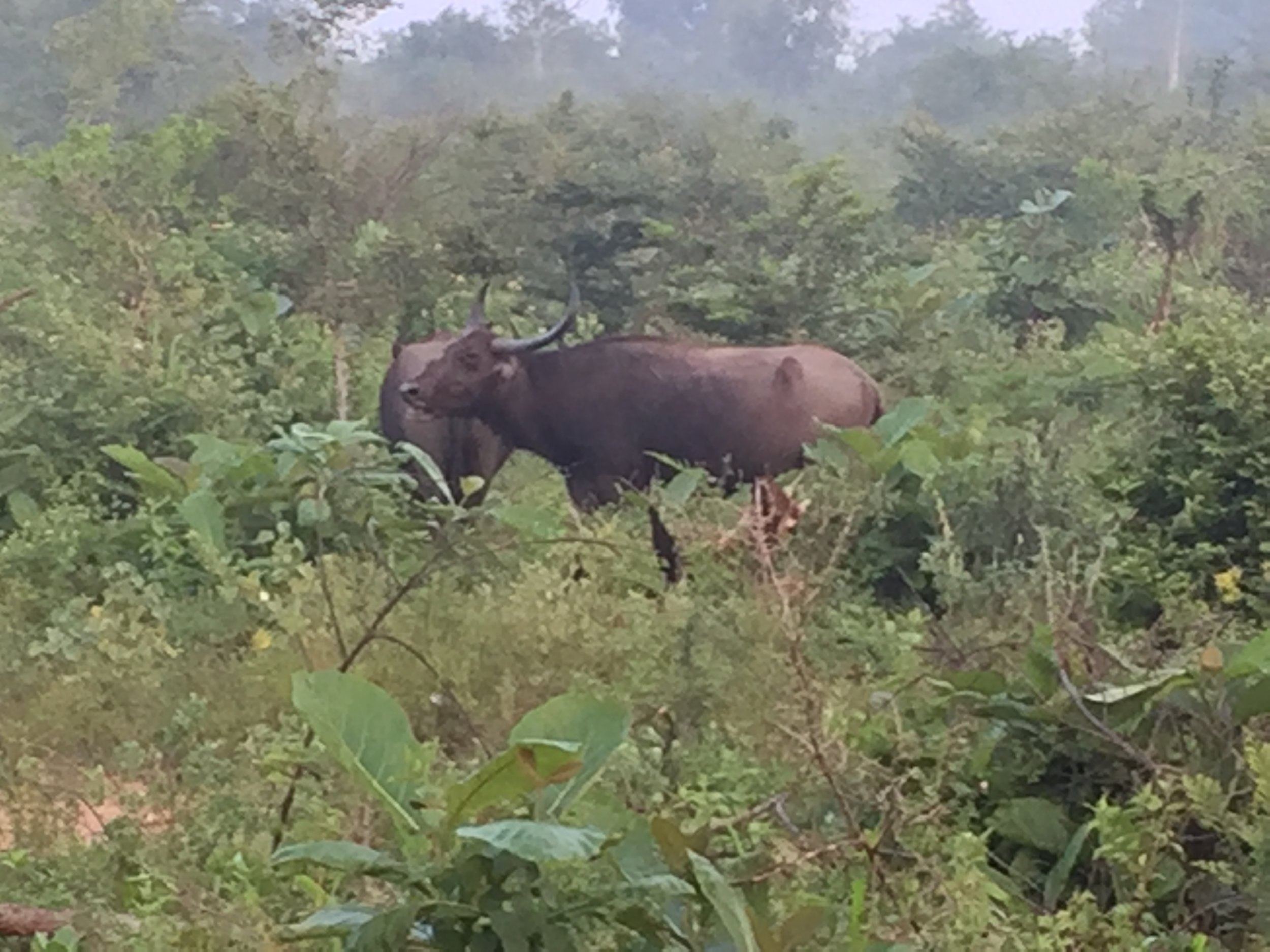 Water buffaloes in the mist.