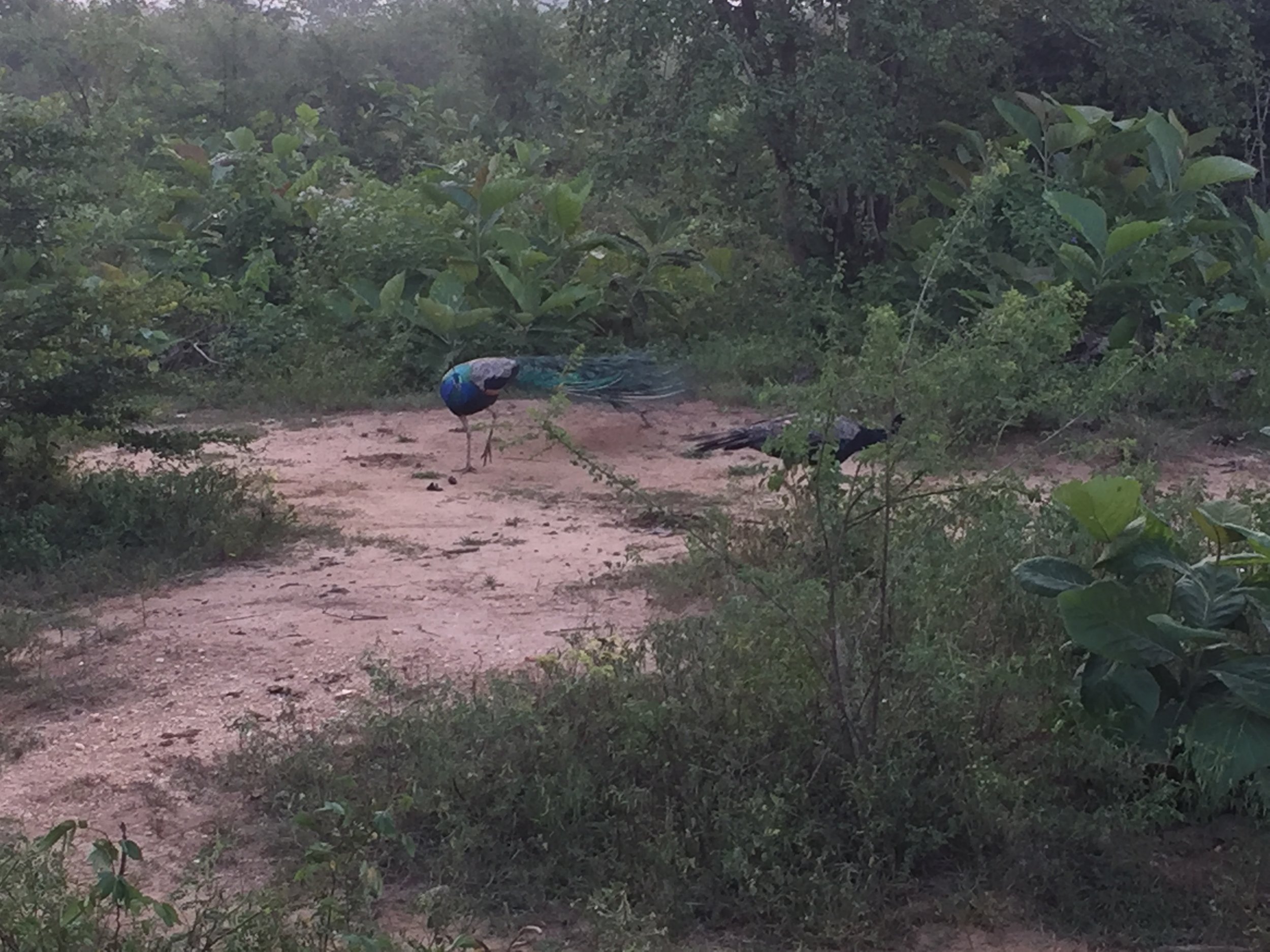 Peacocks circle each other in a mating dance, not unlike the SF Marina.
