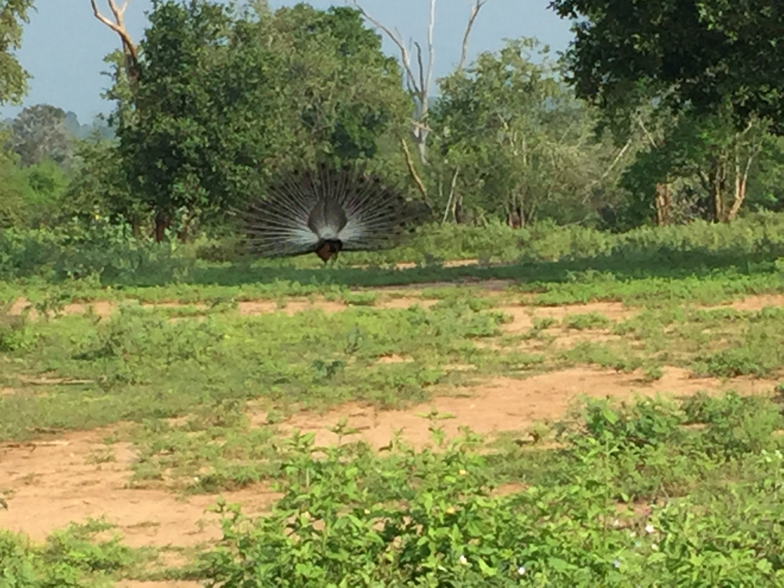 A peacock proudly displays his plumage.