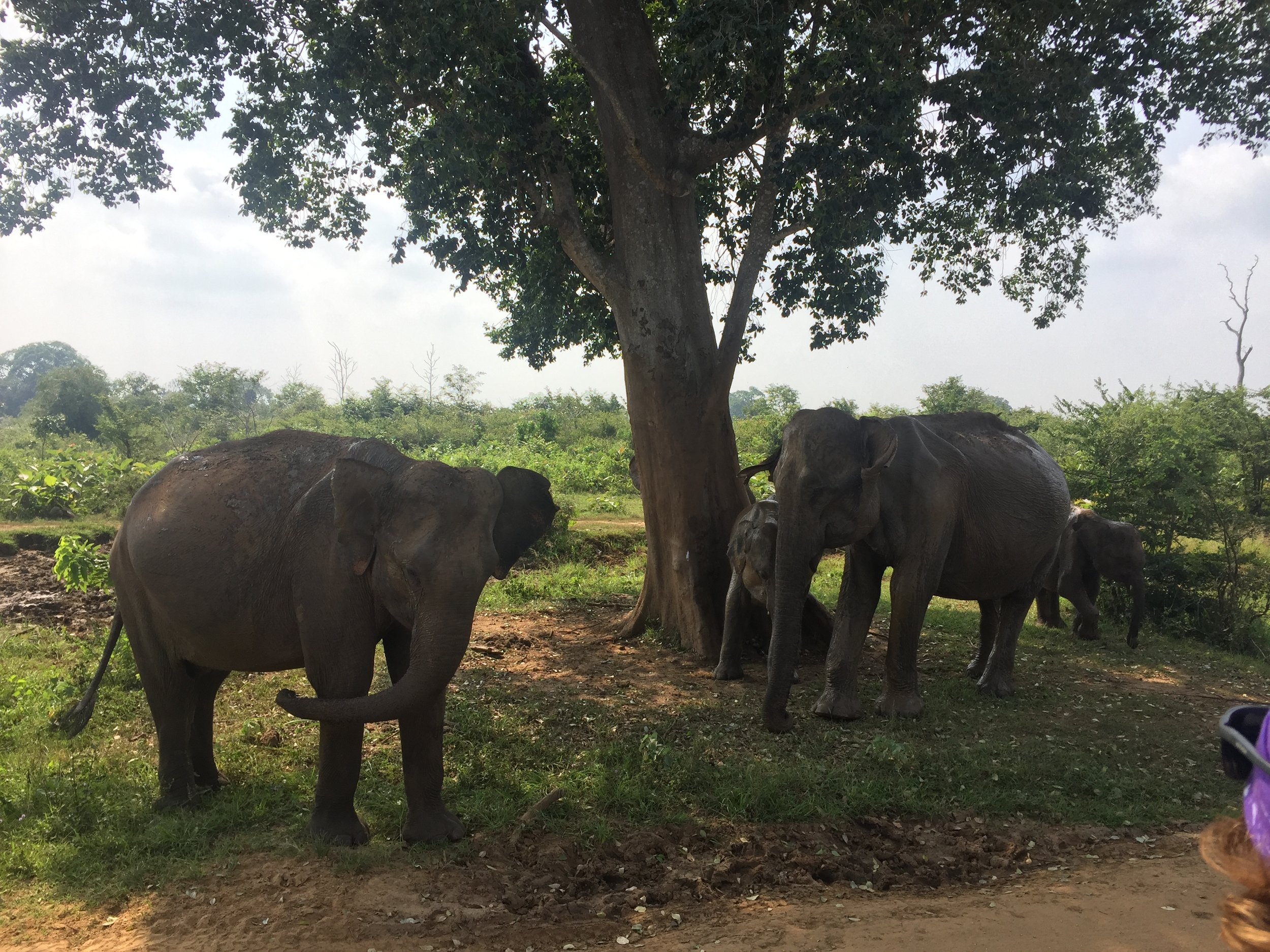 Elephants take a break to scratch themselves on a tree.