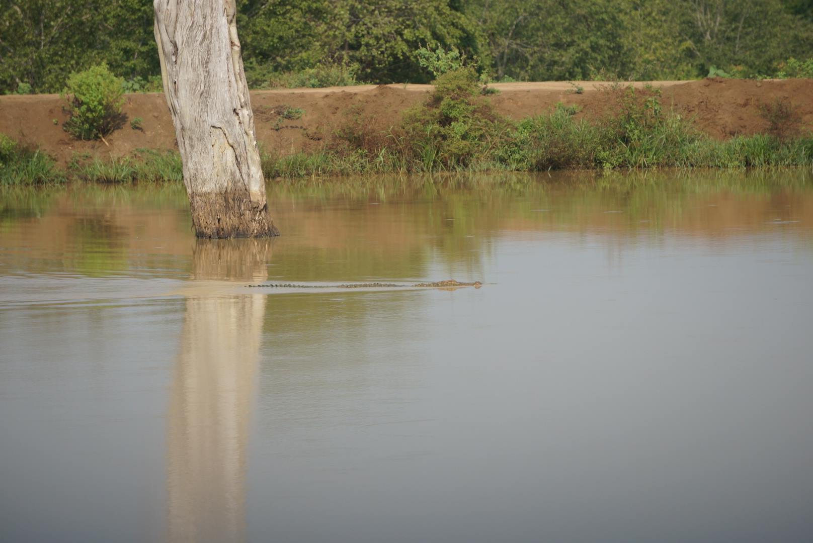 (Crocodile.)