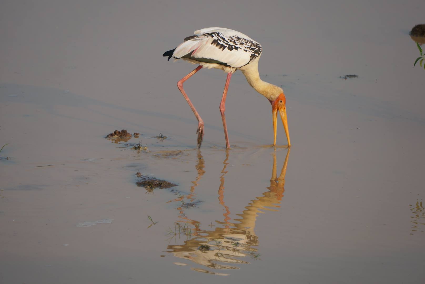 (Some kind of bird hunting for worms?)