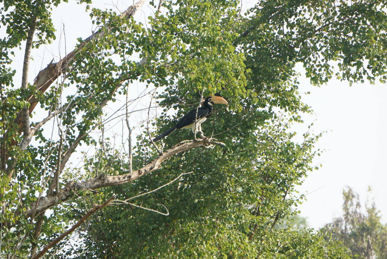 (Tucan.)