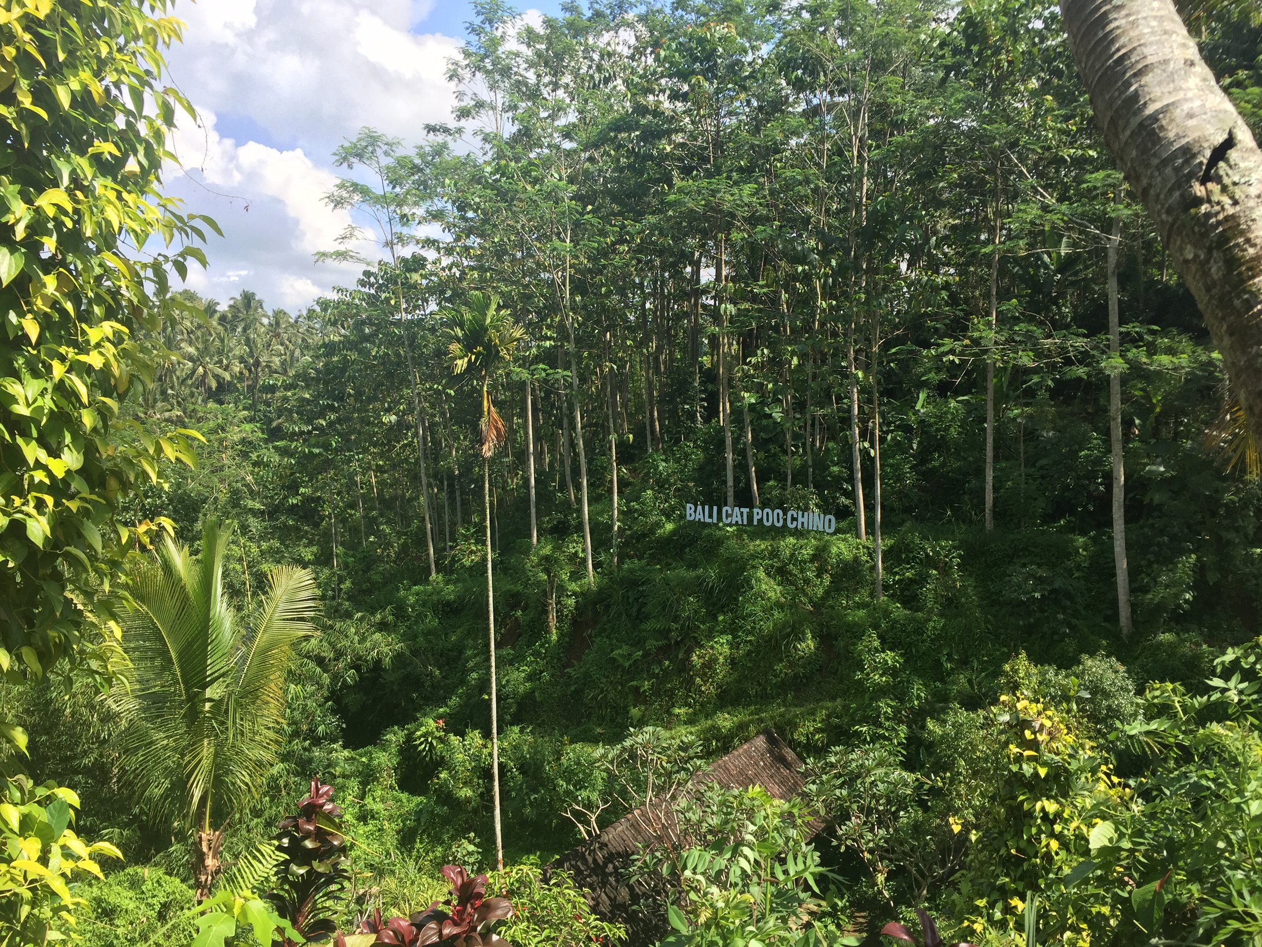 The luwak coffee sign: "Cat Poo Chino"