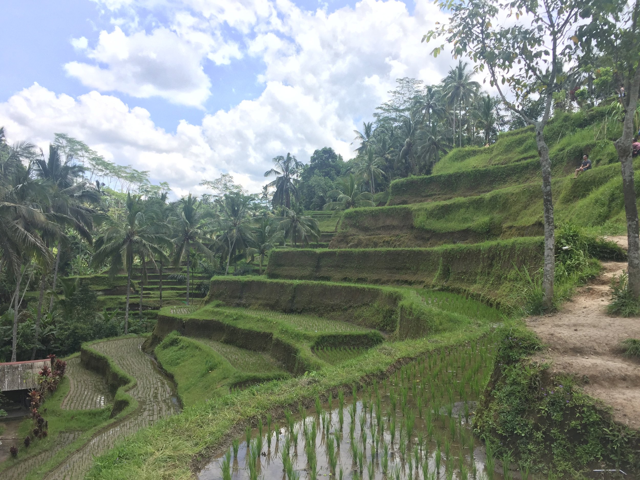 Rice terraces galore.