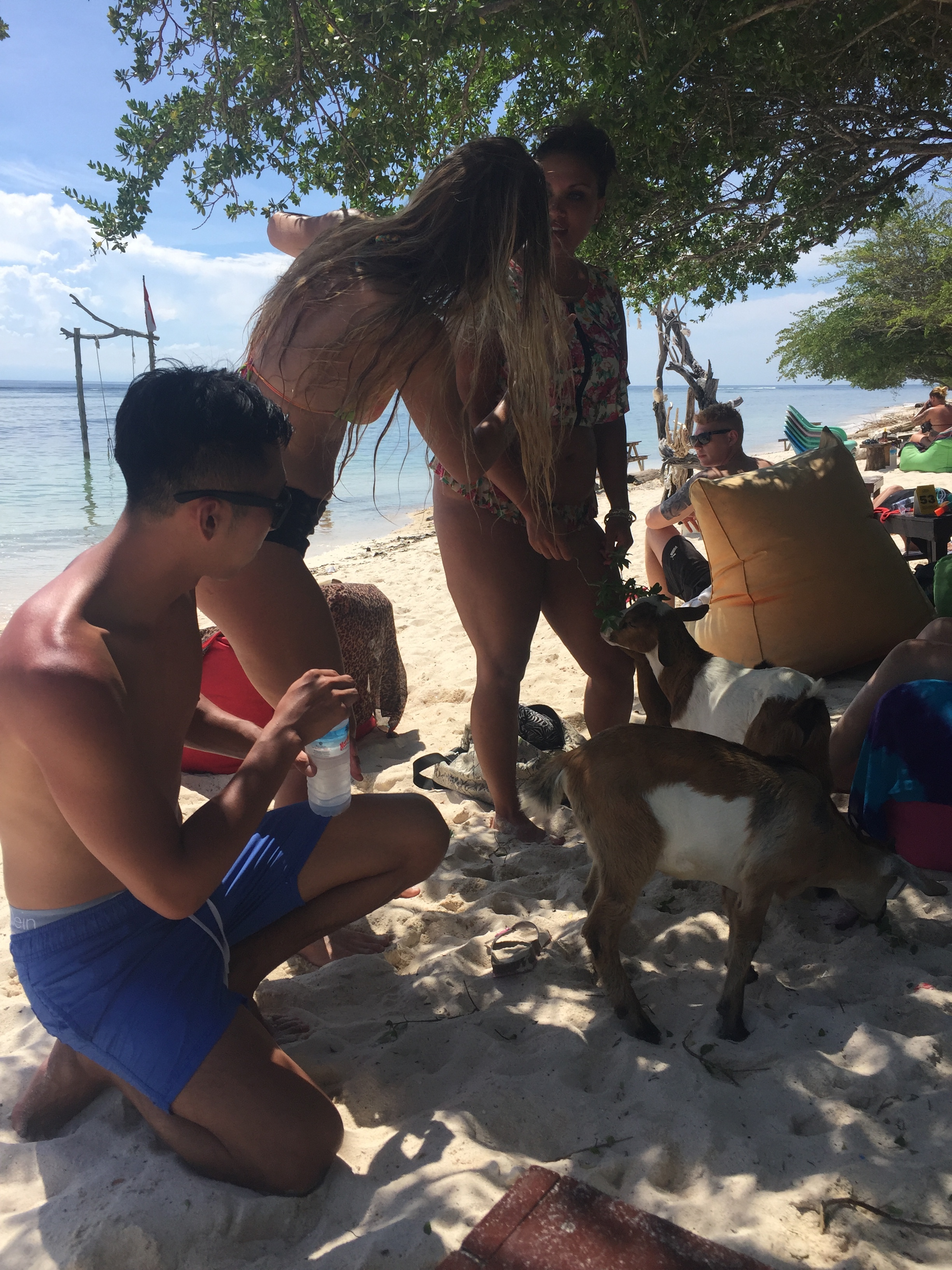 Kouki befriends the local pet goats.