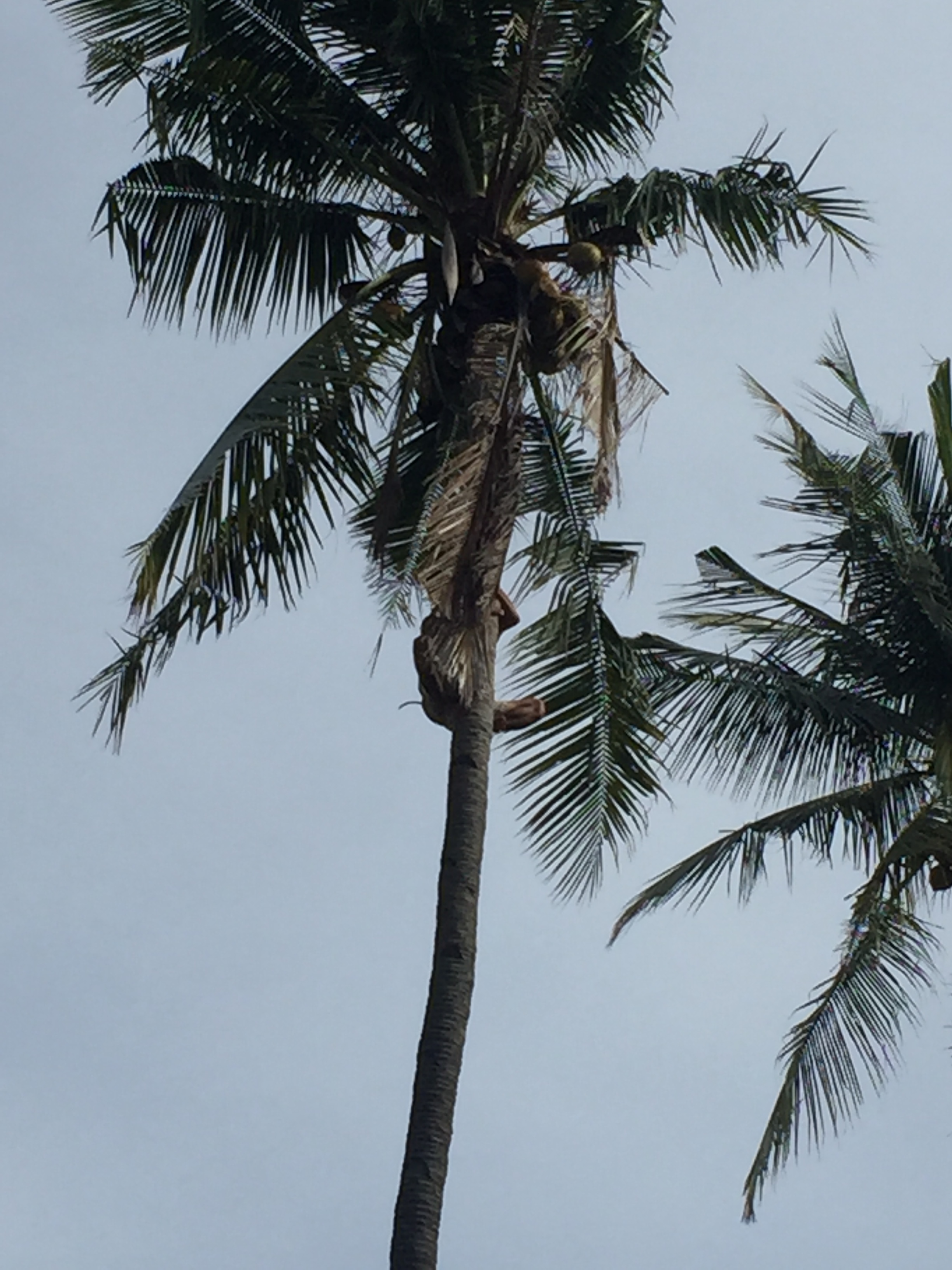 A local working at the hostel scales a 50-ft. coconut tree barefoot.