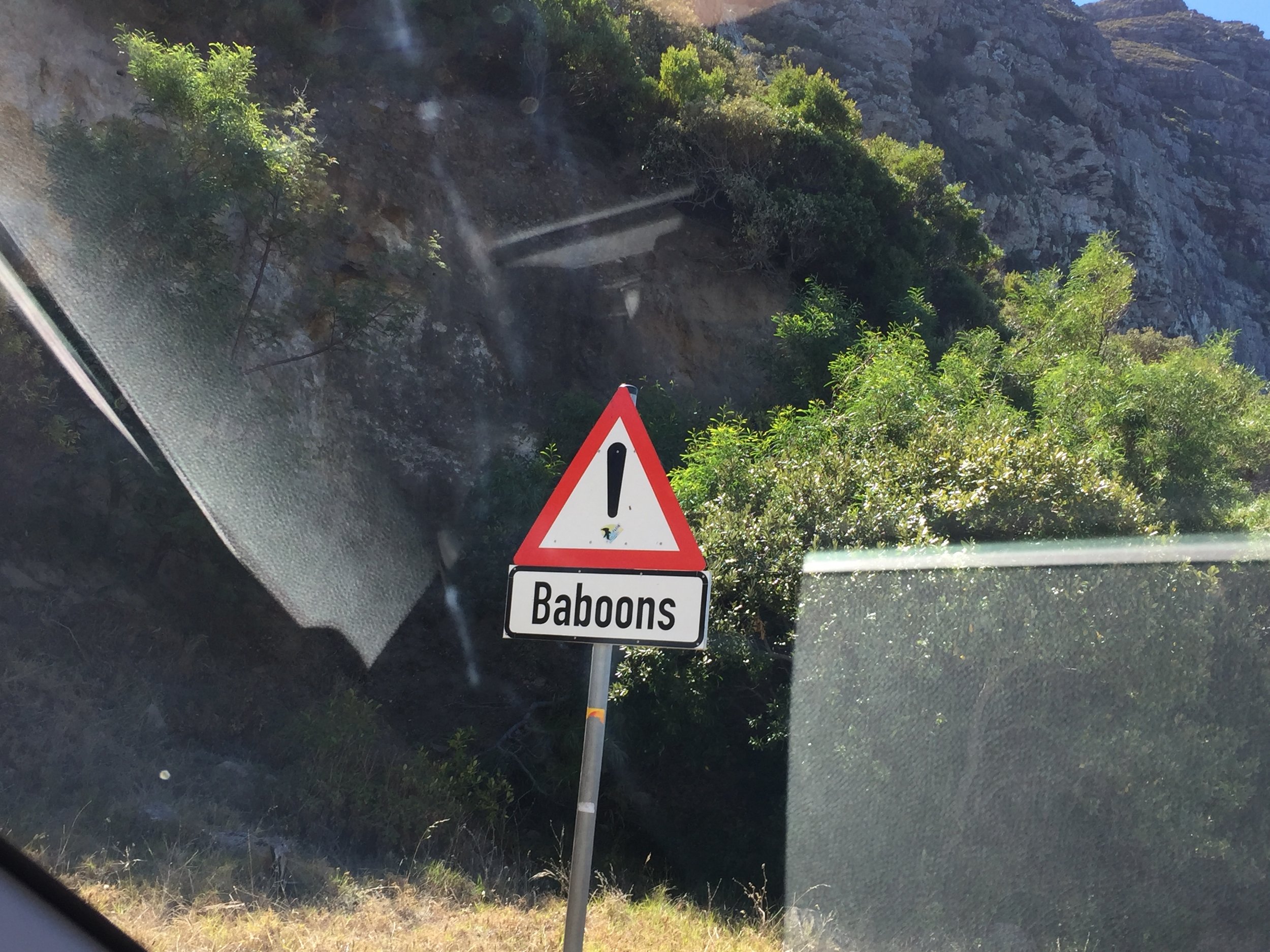 But actually - baboons are always where you least expect them.