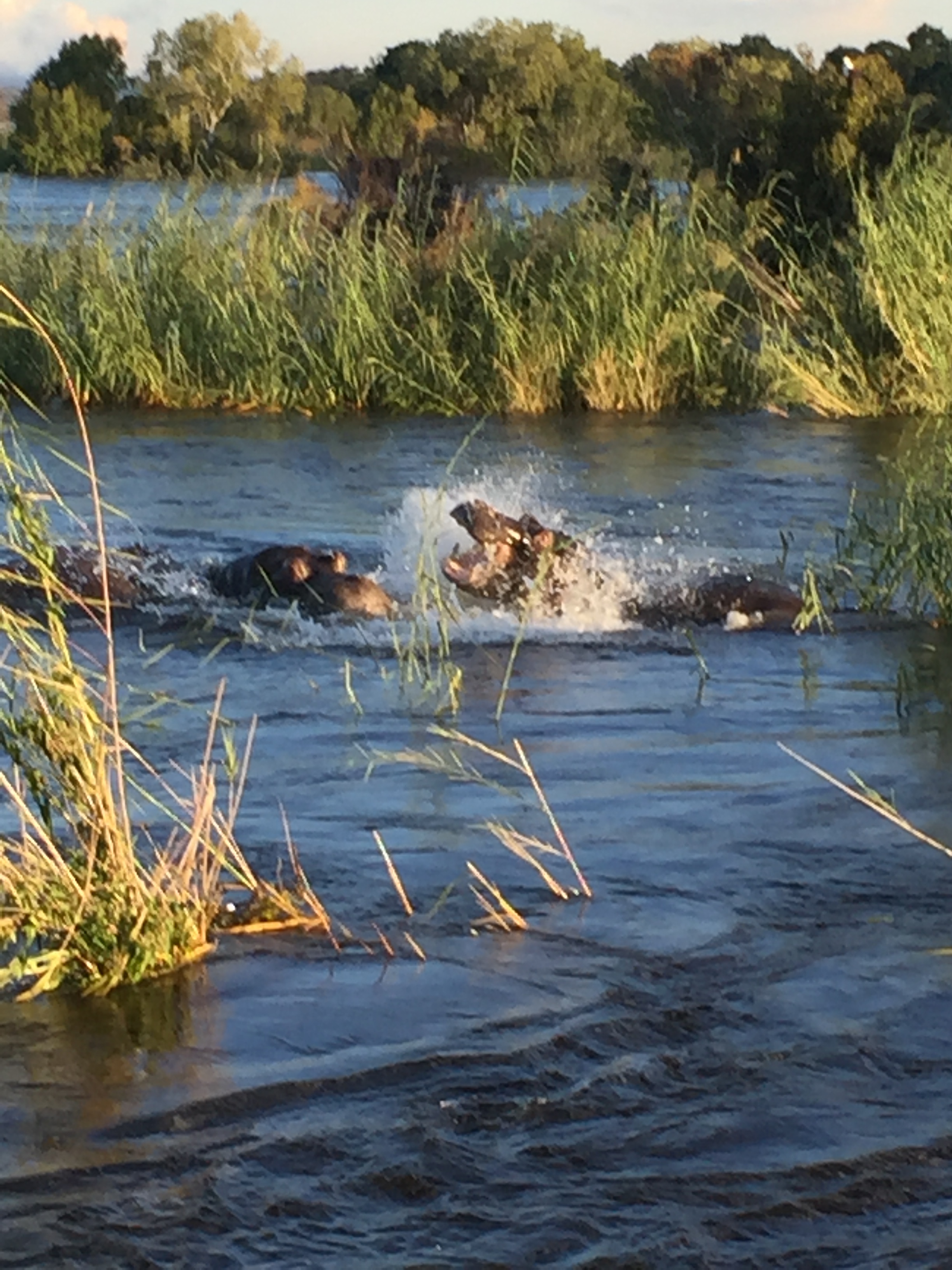 A casual hippo battle off the side of our sunset cruise.