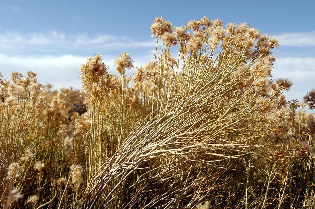 OREGON0132-P.jpg