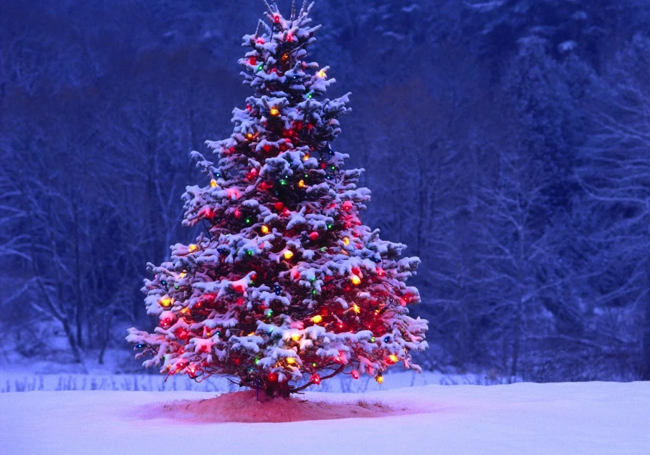 Christmas-Tree-Sale.jpg