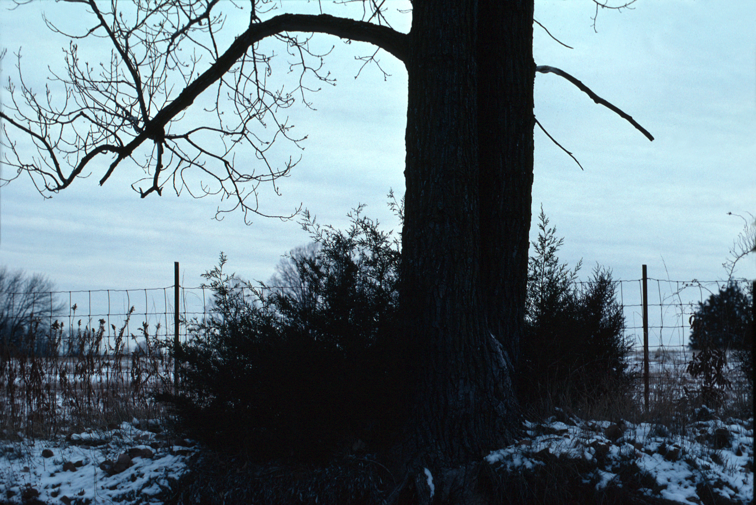 Fence: Tree