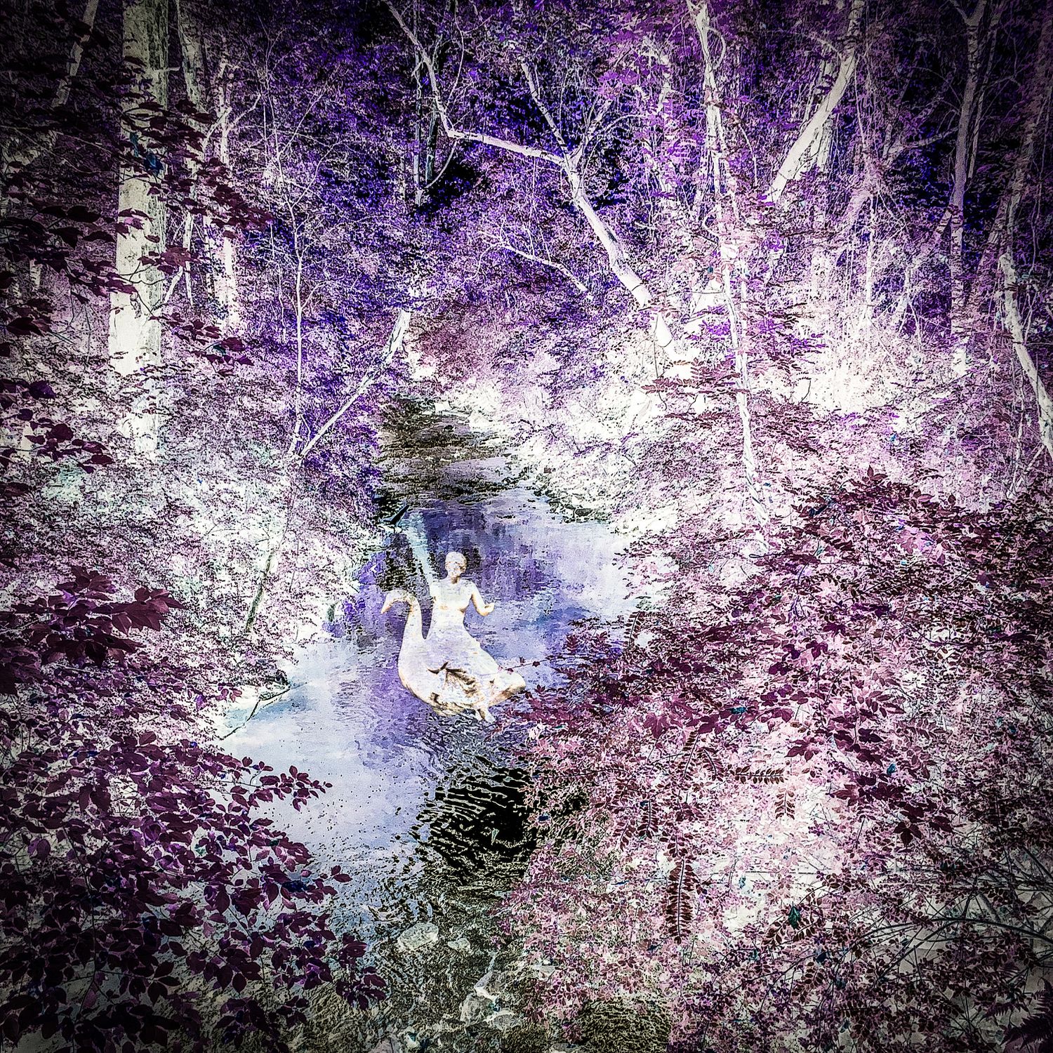 Creek with Swan Rider