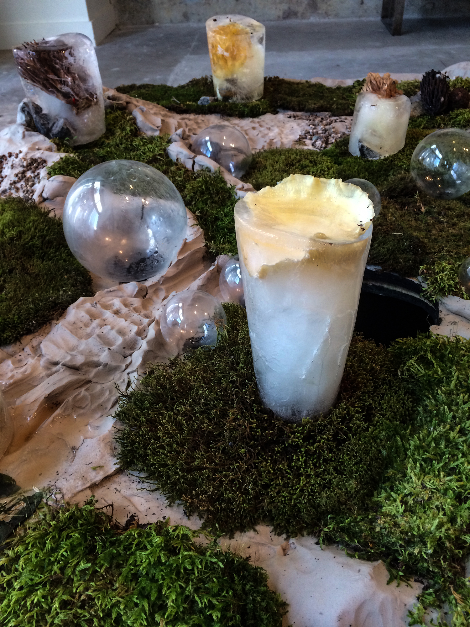 Gathering_detail, (fungi embedded in melting ice)