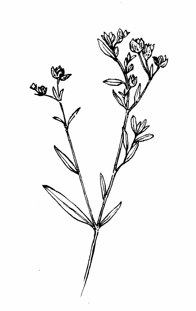 crocanthemum-bicknellii-fl-gmorrison.jpg