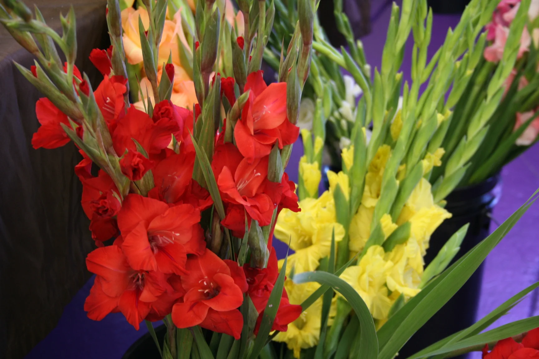 flowers 149.jpg