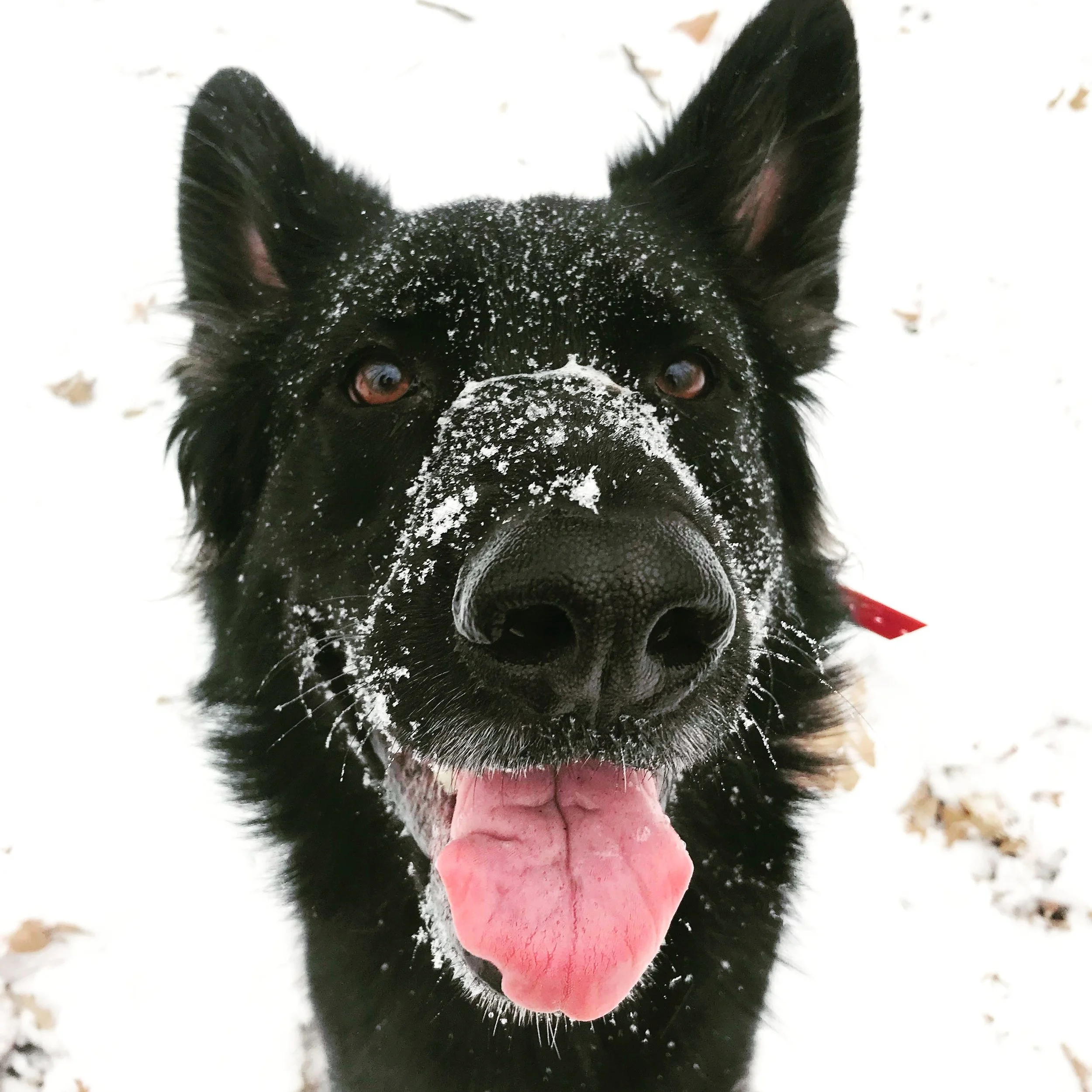 dog2.jpg