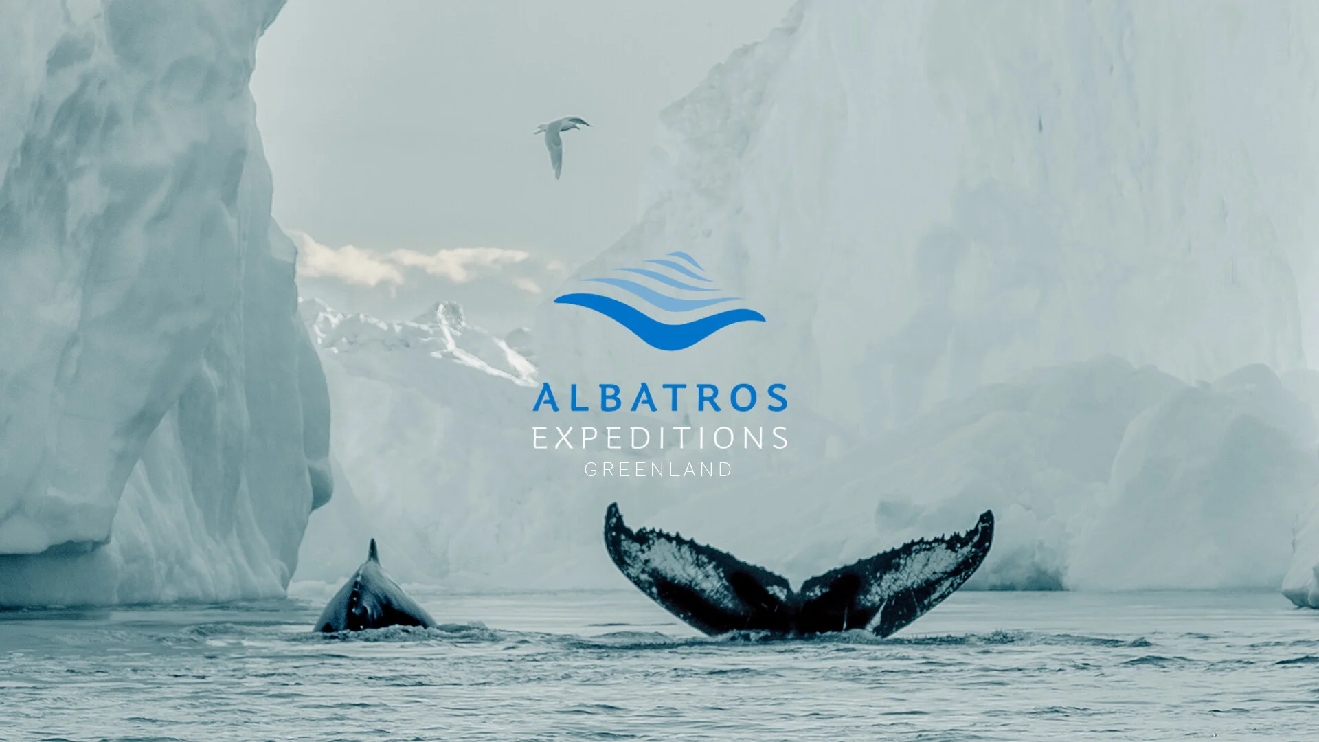 EXPLORE GREENLAND / Whale watching in the Disko Bay